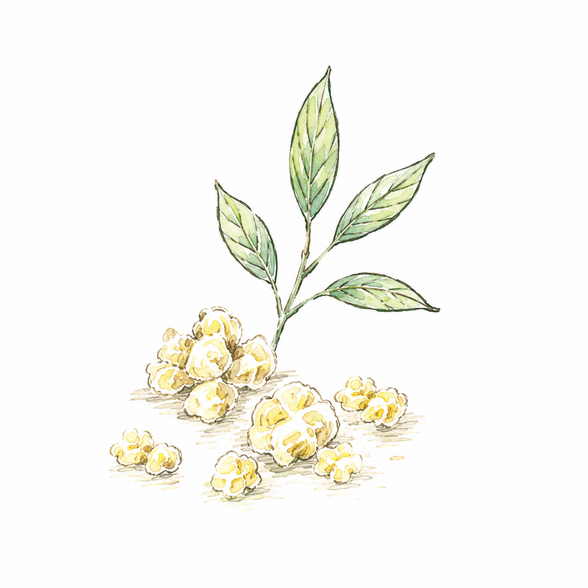 10 Frankincense フランキンセンス