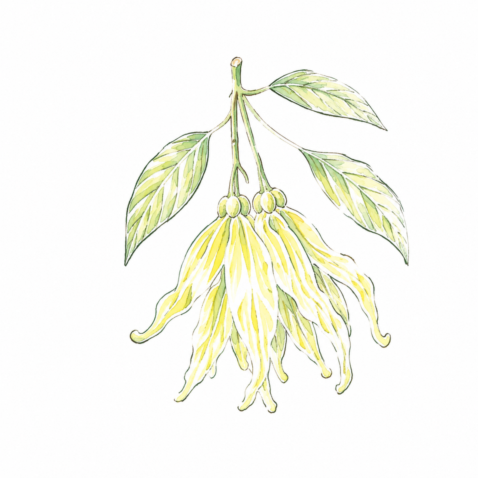 11 Ylang Ylang イランイラン