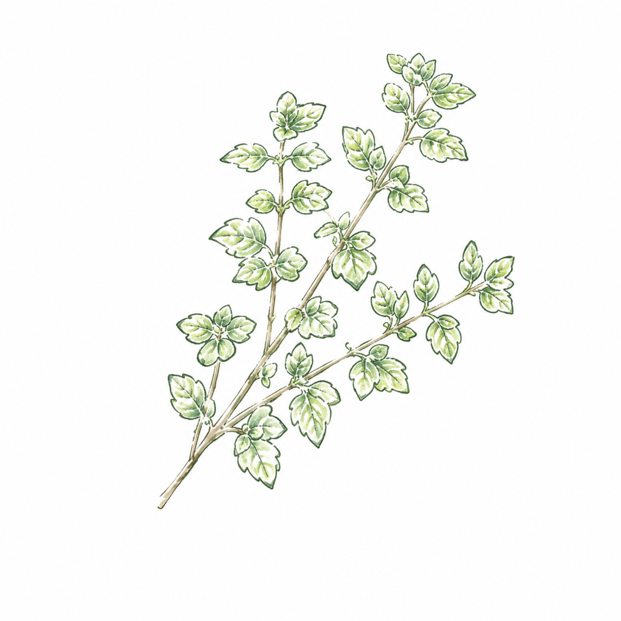 18 Marjoram マジョラム
