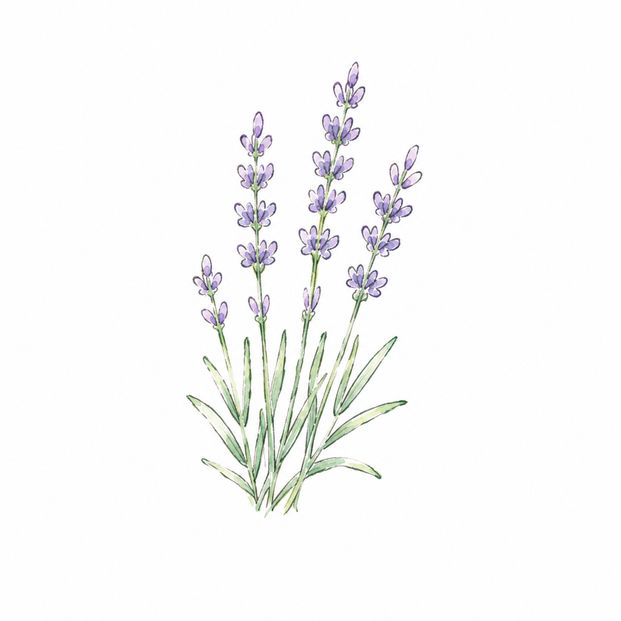 02 Lavender ラベンダー